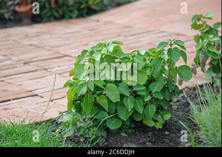 Strauch-Efeu, Hedera hibernica Arbori Compact, Bush Ivy, Hedera hibernica Arbori Compact Stock Photo