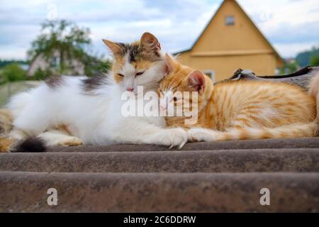 Fluffy multi-colored mom cat gently hugs a red kitten. A family of cats sleeps on a rooftop outdoors on a cloudy day. Parental love of animals. Stock Photo