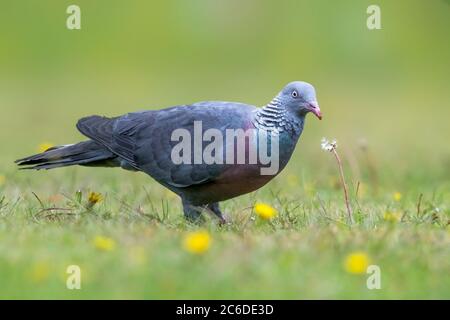 Trocaz Pigeon (Columba trocaz) foraging in the gras Stock Photo