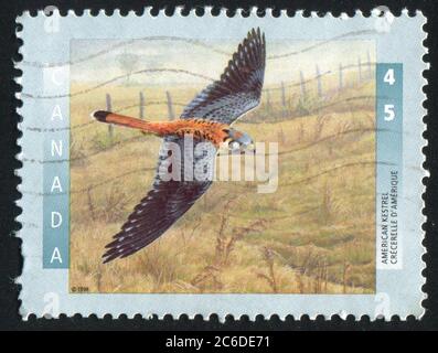 CANADA - CIRCA 1996: stamp printed by Canada, shows American kestrel, circa 1996 Stock Photo