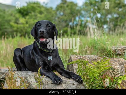 Black Labrador retriever puppy lying on a rock in a field of long grass in the Campsie Fells Stock Photo