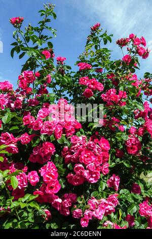 Pink shrub rose Stock Photo
