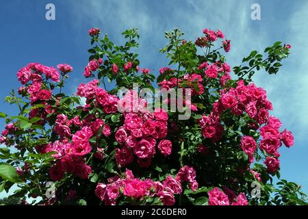 Flowering shrub pink roses in garden Stock Photo