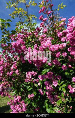 Pink shrub roses flowering in garden Stock Photo