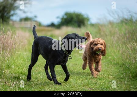 Two young dogs playing together in a field during their walk in the countryside Stock Photo