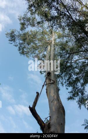 Gum tree, Eucalyptus is a genus of over seven hundred species of flowering trees, shrubs or mallees in the myrtle family, Myrtaceae, they are commonly Stock Photo