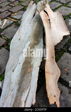 A close up shot of Eucalyptus bark. All eucalypts add a layer of bark every year and the outermost layer dies. In about half of the species, the dead Stock Photo
