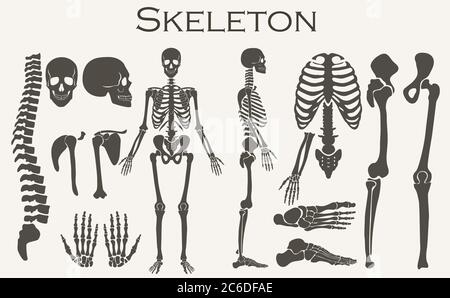 Human bones skeleton silhouette collection set. High detailed Vector illustration Stock Vector