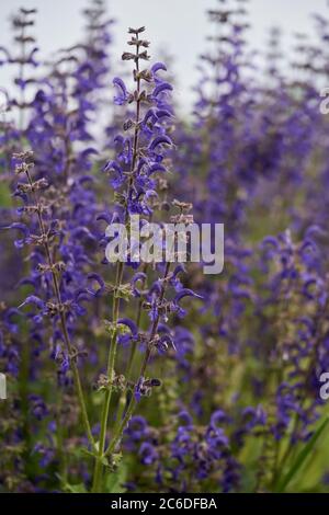 Medical plant Salvia pratensis in the meadow. Known as meadow clary or meadow sage. Wild plant with purple flowers in the spring. Stock Photo