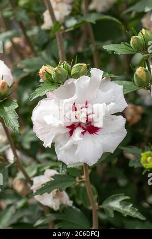 Garten-Eibisch, Hibiscus syriacus Speciosus, Garden Hibiscus, Hibiscus syriacus Speciosus Stock Photo