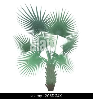 Vector tropical exotic high detailed palm tree isolated. Stock Vector
