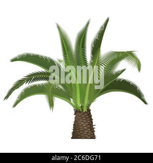 Vector tropical exotic high detailed palm tree isolated Stock Vector