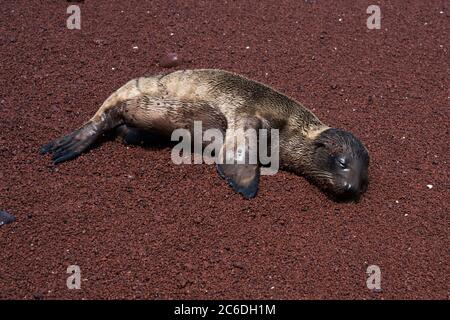 Galápagos fur seal baby on the red beach of Rábida Island in the Galapagos Archipelago. Stock Photo