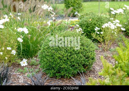 Japanische Huelse, Ilex crenata Glory Gem, Japanese sleeve, Ilex crenata Glory Gem Stock Photo