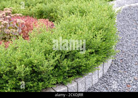 Japanische Huelse, Ilex crenata Glory Gem, Japanese sleeve, Ilex crenata Glory Gem Stock Photo