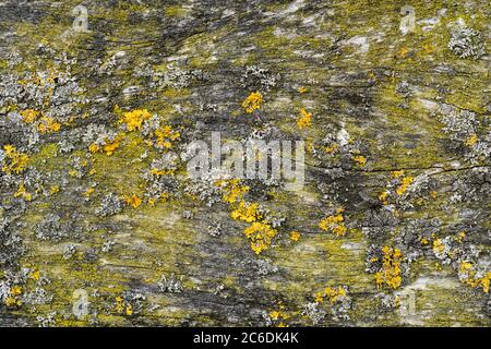 Wooden Wall Board Background covered with green moss and yellow lichen. Stock Photo