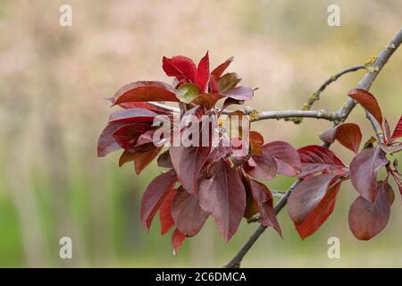 Zier-Apfel, Malus Crimson Brilliant, Ornamental apple, Malus Crimson Brilliant Stock Photo