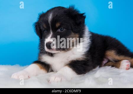 Australian Shepherd tri-color black tan puppy dog Stock Photo