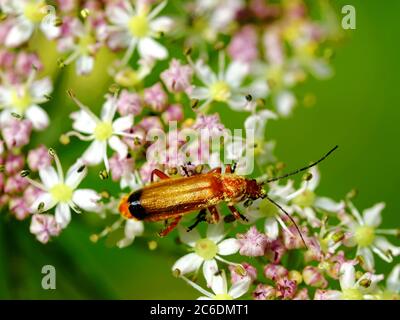 Red Fire beetle feeding on pale yellow flowers against muted green background Stock Photo
