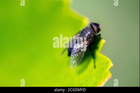 a macro image of a fly resting on a green leaf on a walk around Marbella, Spain Stock Photo