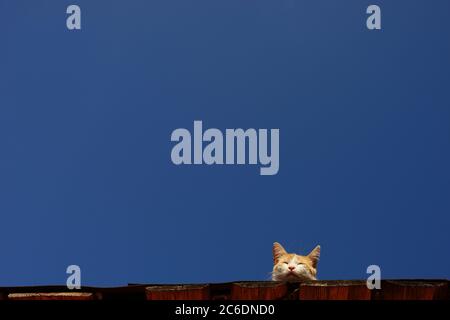 Funny red-haired white cat sleeps on a sunny roof. Head on a background of blue sky. Stock Photo