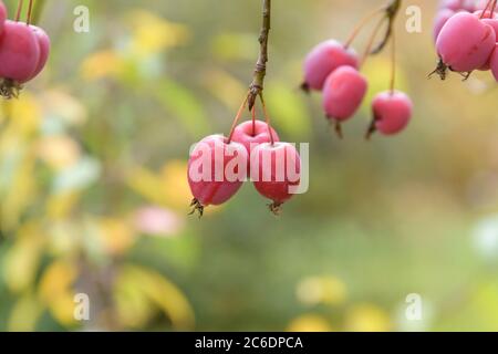 Kirsch-Apfel, Malus prunifolia, Cherry apple, Malus prunifolia Stock Photo