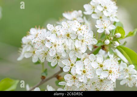 Steinweichsel, Prunus mahaleb, Rock cherry, Prunus mahaleb Stock Photo