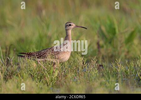 Little Curlew (Numenius minutus), single bird, feeding in fallow paddy field, Long Valley, Hong Kong. 19th April 2020 Stock Photo