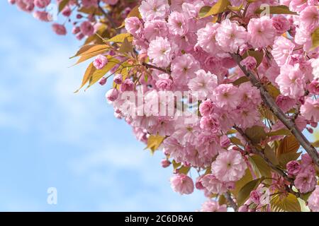 Japanische Zier-Kirsche, Prunus serrulata Kanzan, Japanese ornamental cherry, Prunus serrulata Kanzan Stock Photo