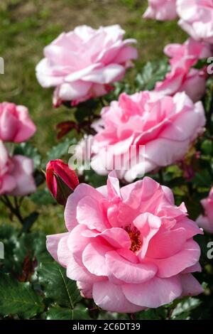 Pink rose Rosa 'Comtesse de Segur' hybrid tea Stock Photo