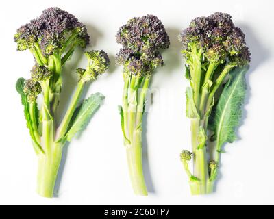 Three stalks of purple spouting broccoli isolated on a white background Stock Photo