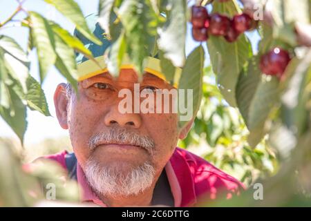An old farmer picking ripe red cherries in a cherry orchard during harvesting Stock Photo