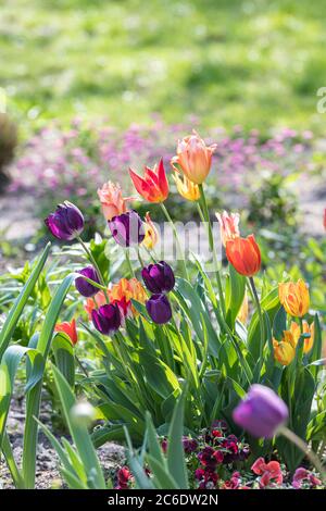 Tulpe, Tulipa, Tulip, Tulipa Stock Photo