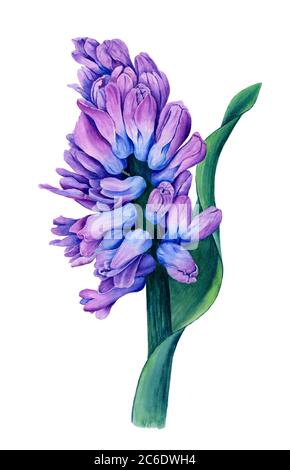 Violet with blue Hyacinth flower watercolor illustration isolated on a white background suitable for spring designs Stock Photo