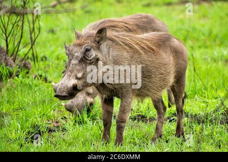 Warthog, Phacochoerus africanus, Kruger National Park, South Africa, Africa Stock Photo