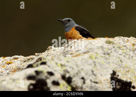 Male of Rufous-tailed rock thrush with the first light of day on a rock in their breeding territory Stock Photo