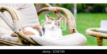 Relaxing white ginger cat laying on chair in garden outside on hot summer days. Garden landscape with chair table in nature. Rest in park cafe Stock Photo
