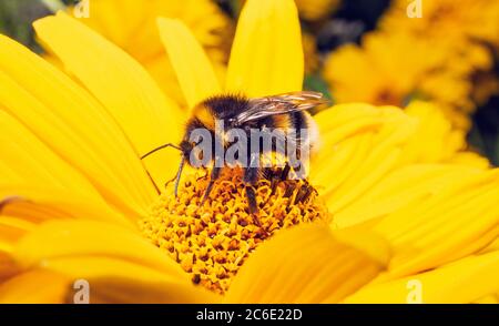 Bumblebee on yellow flower eating nectar. Bombus lucorum on sunflower in summer. Stock Photo
