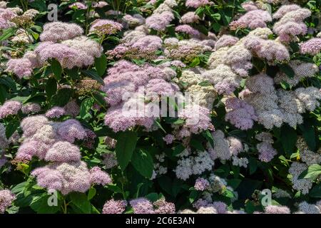 Spirea japonica Darts Pinkie Stock Photo