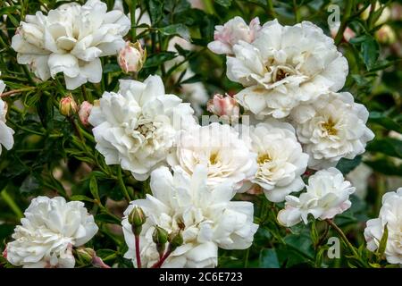 White rose blooming Rosa Swany Stock Photo