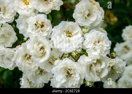 White rose Rosa Swany rambler roses Stock Photo