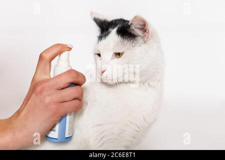 Pet care, flea and tick spray treatment. Black and white cat with yellow eyes on a white background. Stock Photo