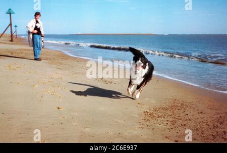 Border Collie Dog Running to Camera Along a Sandy Beach Stock Photo