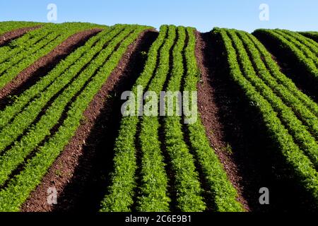 Rows of carrots growing in a field Stock Photo