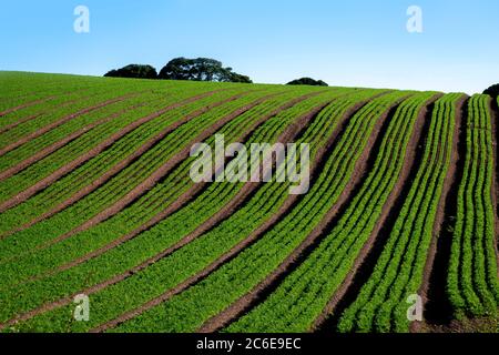 Rows of carrots growing in a field Stock Photo