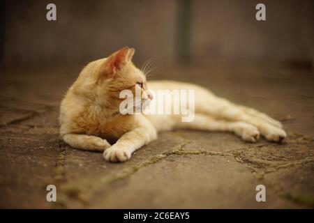 ginger cat rest on the summer street, side view, selective focus. Stock Photo