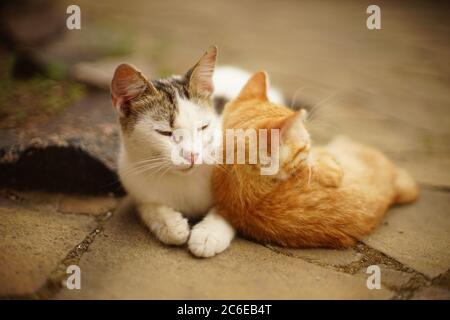 White cat and ginger kitten are rest in a summer garden. Stock Photo