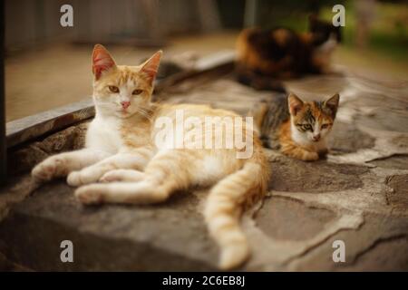 Ginger white cat and tricolor kitten are resting in a summer garden. Stock Photo