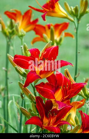 Red Daylily Hemerocallis ANZAC daylily july garden flowers, garden of daylilies Stock Photo