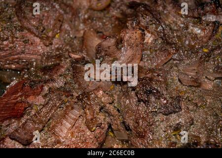 Turkey meat cut into pieces and marinated in red wine with onions and spices. Close-up, surface texture Stock Photo